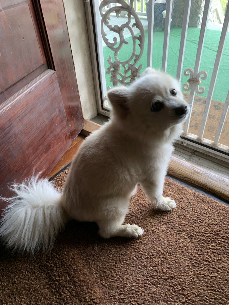 Rockwell, a Pomeranian and Australian Shepherd mix tested with EmbarkVet.com