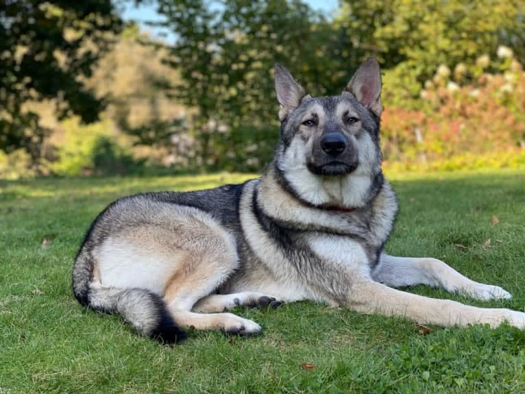 Obi, a Saarloos Wolfdog and Norwegian Elkhound mix tested with EmbarkVet.com