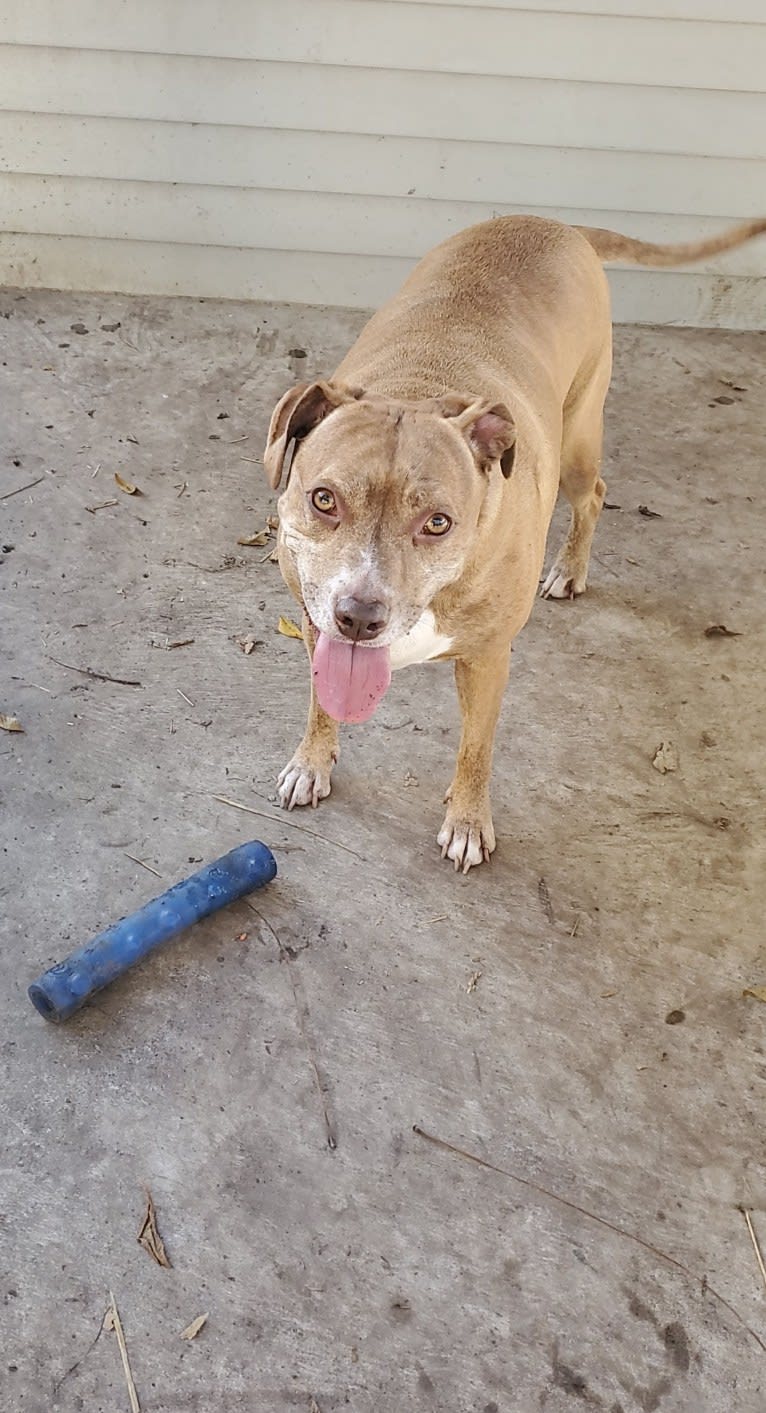 Buttercup, an American Pit Bull Terrier and Labrador Retriever mix tested with EmbarkVet.com