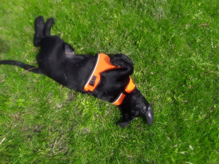 Charley, a Labrador Retriever tested with EmbarkVet.com