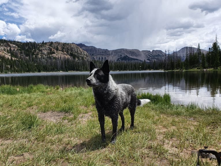 Trace, an Australian Cattle Dog and Koolie mix tested with EmbarkVet.com