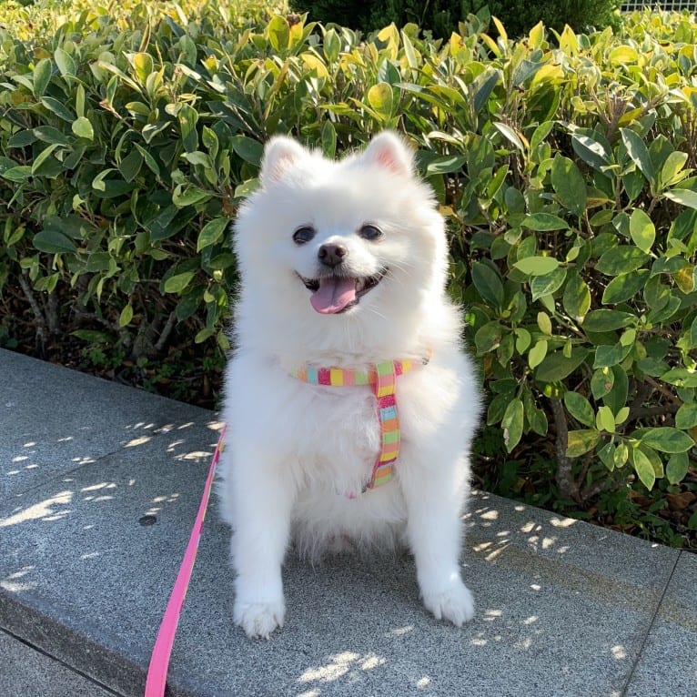 Maru, a Pomeranian and Pekingese mix tested with EmbarkVet.com