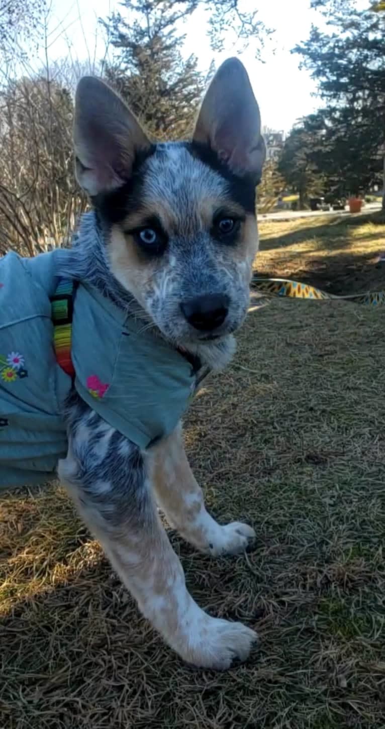 Flora, an Australian Cattle Dog and Siberian Husky mix tested with EmbarkVet.com