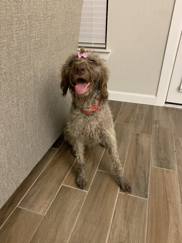 ARYA, a German Wirehaired Pointer tested with EmbarkVet.com