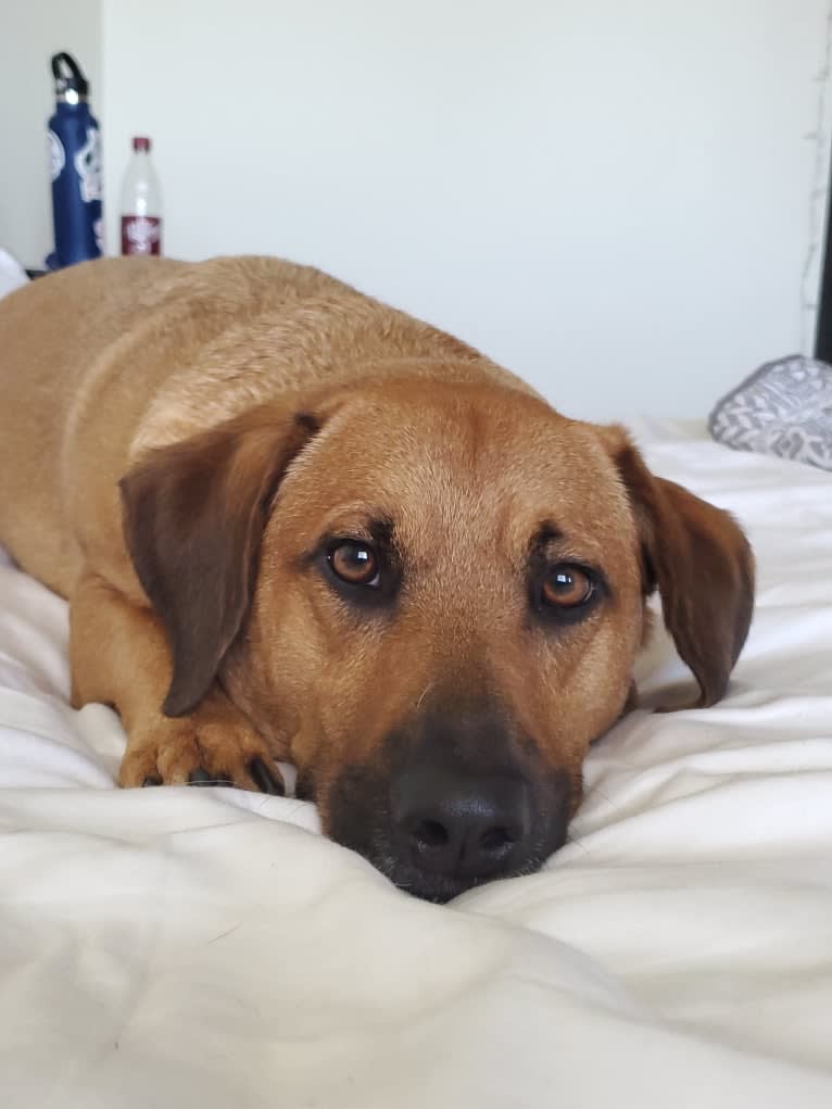 Red heeler basset hound mix top