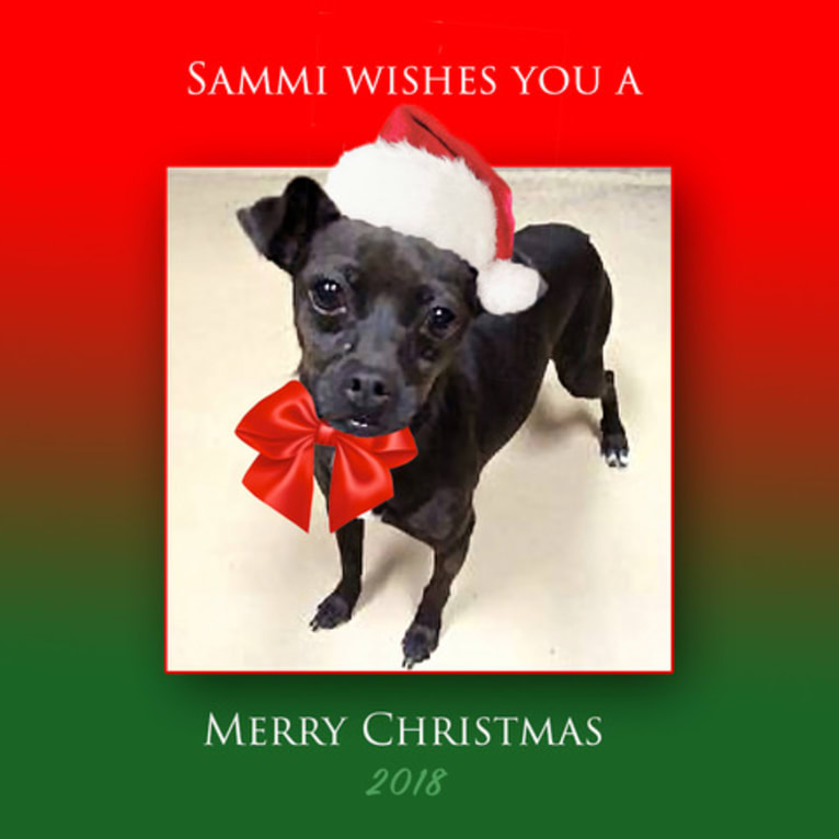 Sammi, a Chihuahua and Poodle (Small) mix tested with EmbarkVet.com