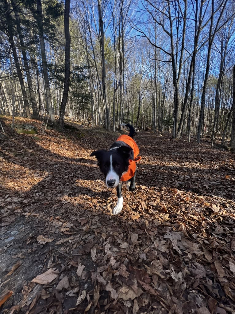 DDF Arlo, a Border Collie tested with EmbarkVet.com