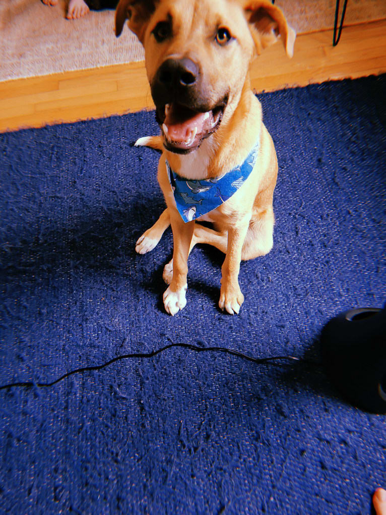 Lou, a Great Pyrenees and American Pit Bull Terrier mix tested with EmbarkVet.com