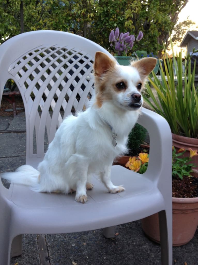 Nico, a Chihuahua and Pekingese mix tested with EmbarkVet.com