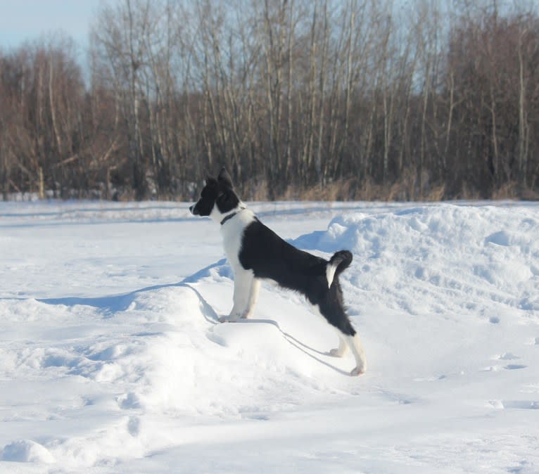 Rohmoivan Evita, a Karelian Bear Dog tested with EmbarkVet.com