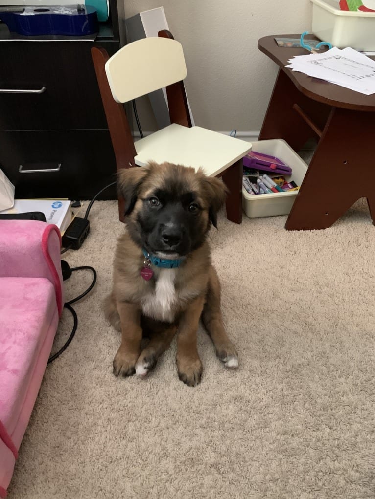 Diego, a Mastiff and German Shepherd Dog mix tested with EmbarkVet.com