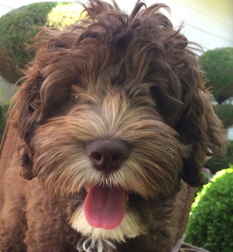 Ivy, a Poodle (Small) and Poodle (Standard) mix tested with EmbarkVet.com