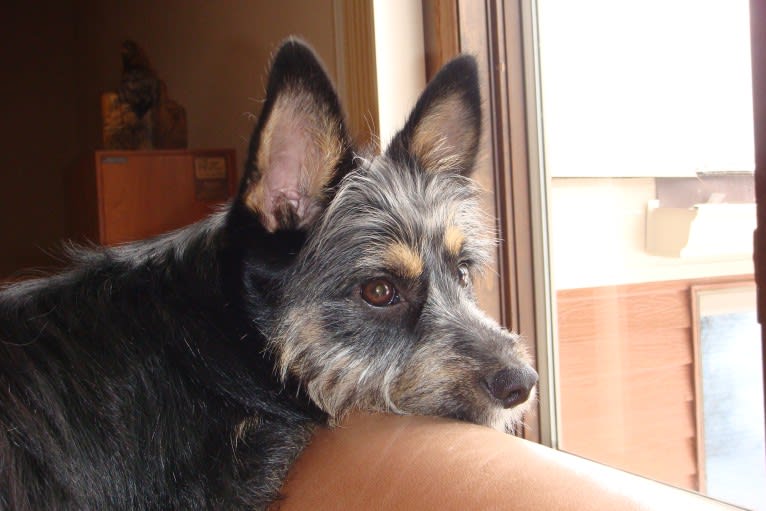 Baylee, a Yorkshire Terrier and German Shepherd Dog mix tested with EmbarkVet.com