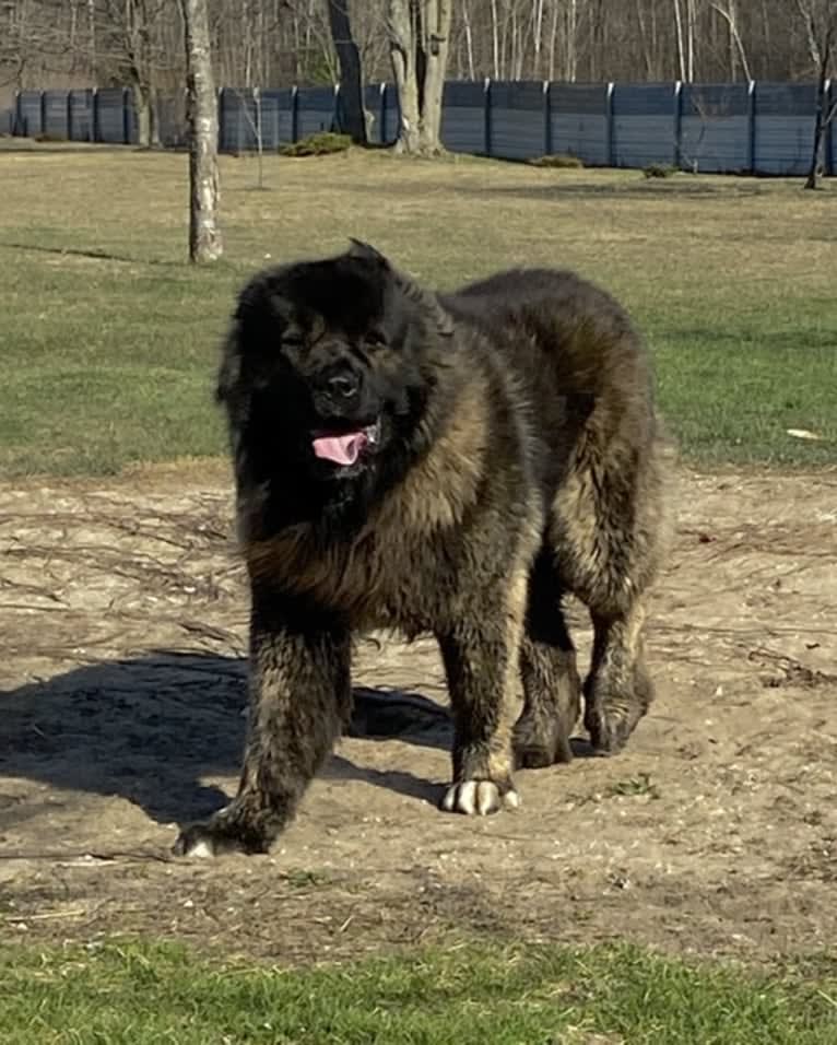 Maximus Maxwell Banks, a Caucasian Ovcharka tested with EmbarkVet.com