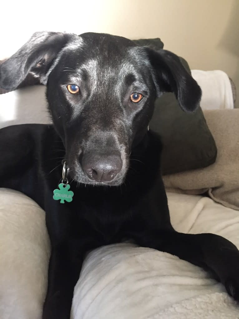 Charlie, an Australian Cattle Dog and Labrador Retriever mix tested with EmbarkVet.com