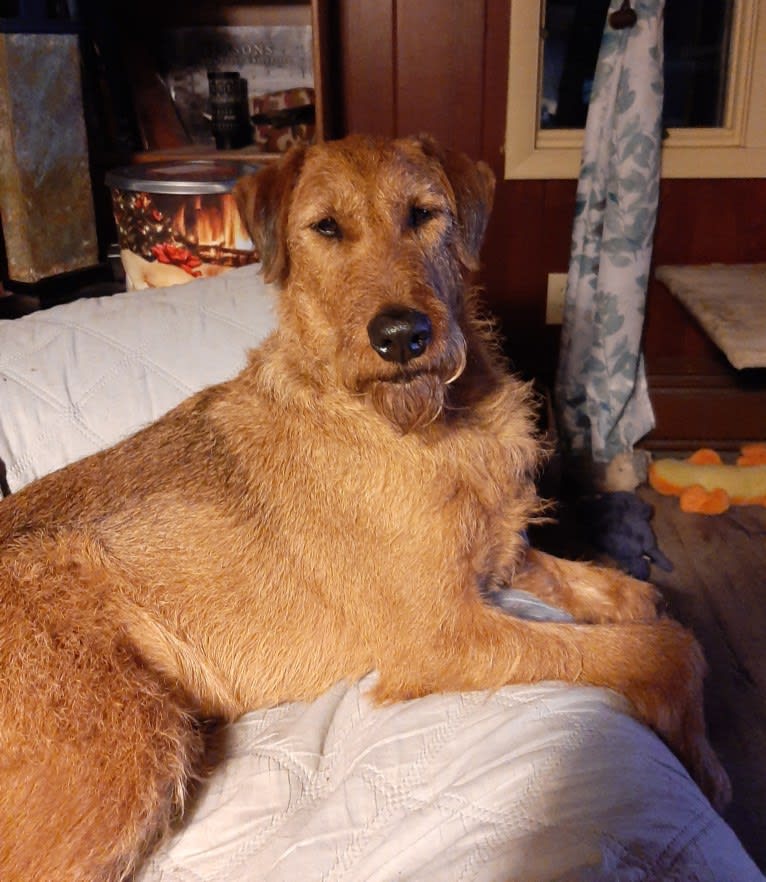 Sullivan, an Irish Terrier tested with EmbarkVet.com