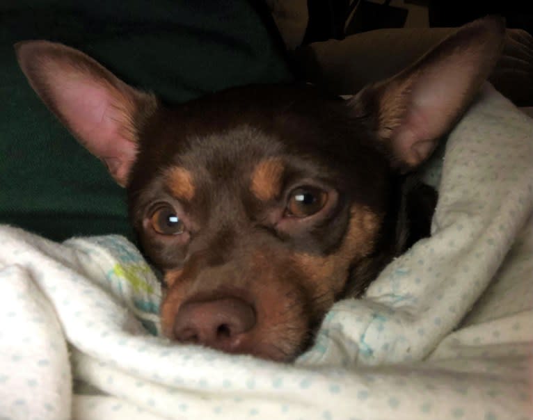 Oliver, a Chihuahua and Miniature Pinscher mix tested with EmbarkVet.com