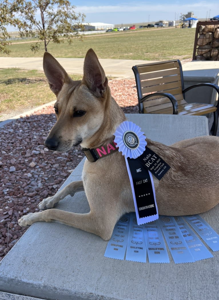 Lady Nala Bear BCF, a Carolina Dog tested with EmbarkVet.com