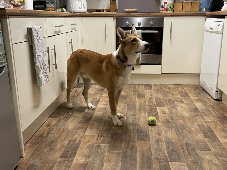 Echo, a Border Collie and German Shepherd Dog mix tested with EmbarkVet.com