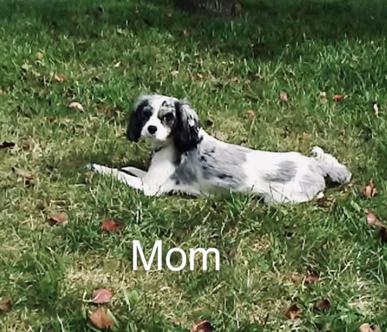 Kiwi, a Cavapoo tested with EmbarkVet.com