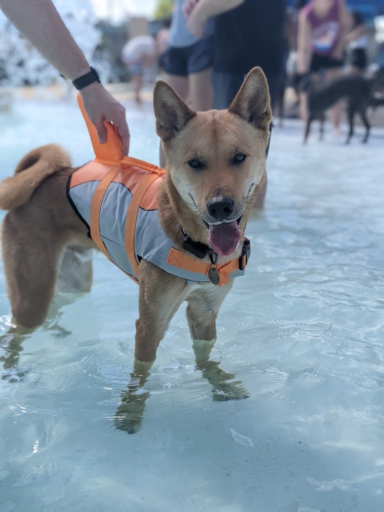 Apollo, a Jindo tested with EmbarkVet.com