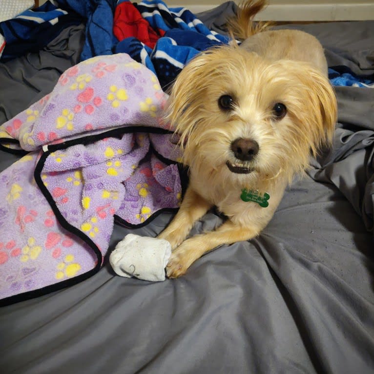 Chance, a Yorkshire Terrier and Shih Tzu mix tested with EmbarkVet.com