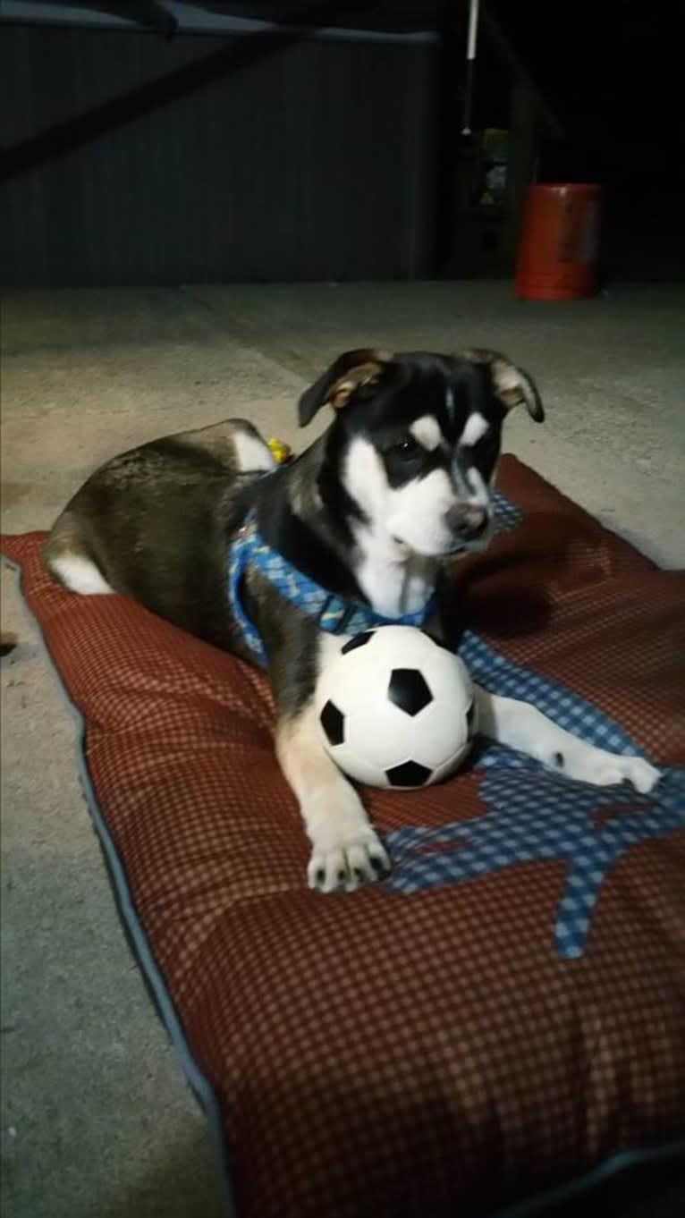 Leo, an Australian Cattle Dog and French Bulldog mix tested with EmbarkVet.com