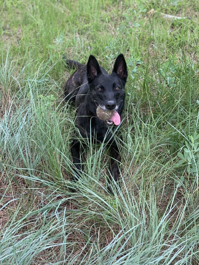 Nike des las Flores, a Dutch Shepherd tested with EmbarkVet.com