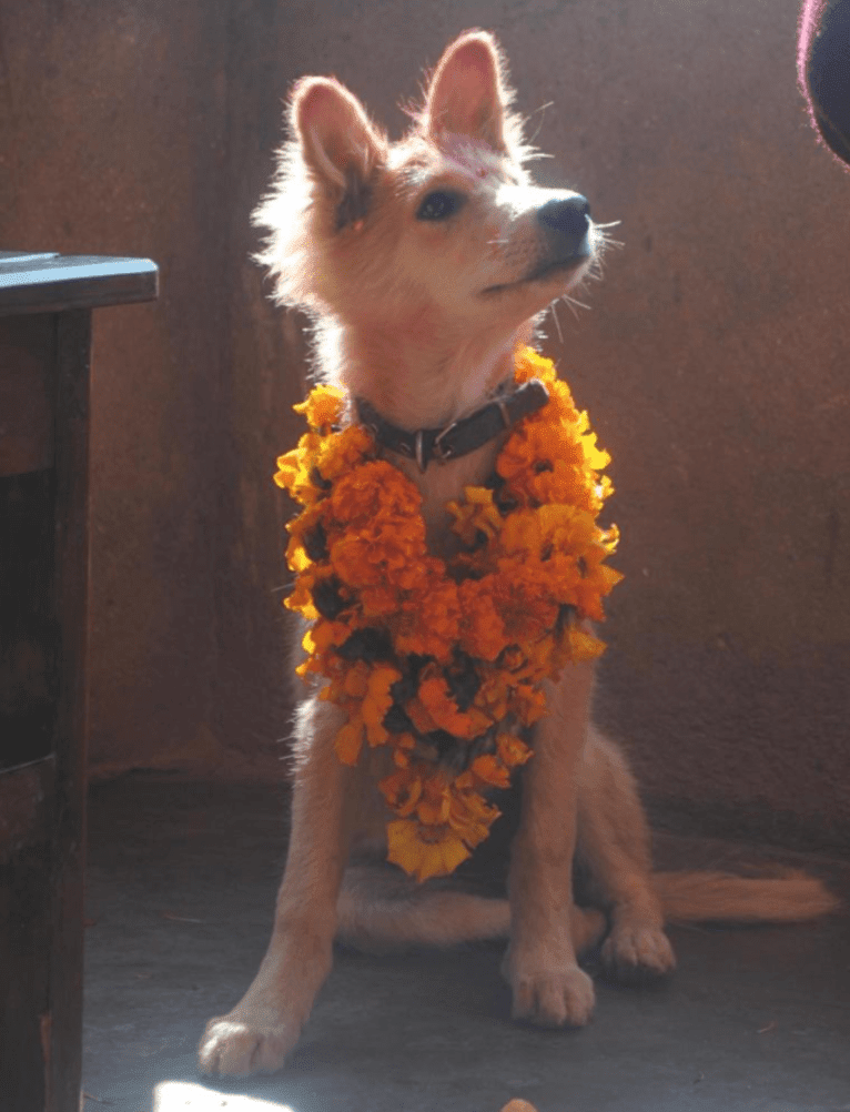 Aalu, a South Asian Village Dog tested with EmbarkVet.com