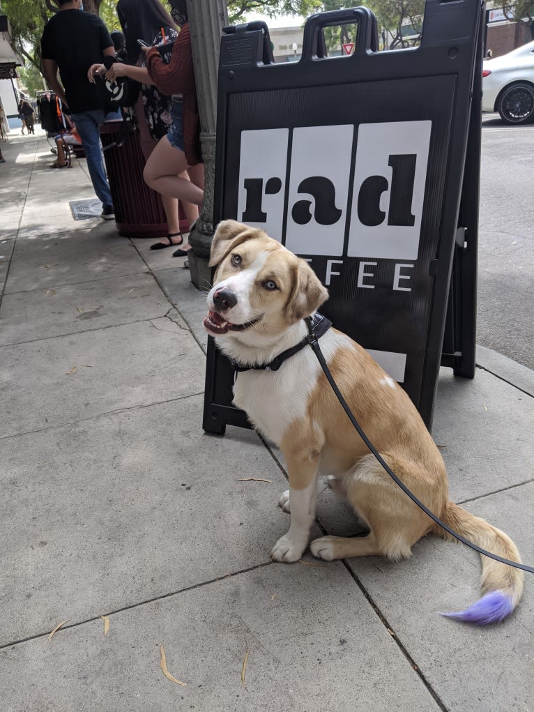 Archie, an Australian Shepherd and Jindo mix tested with EmbarkVet.com