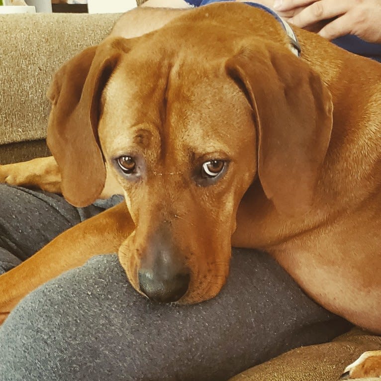 Gus, a Redbone Coonhound and American Pit Bull Terrier mix tested with EmbarkVet.com