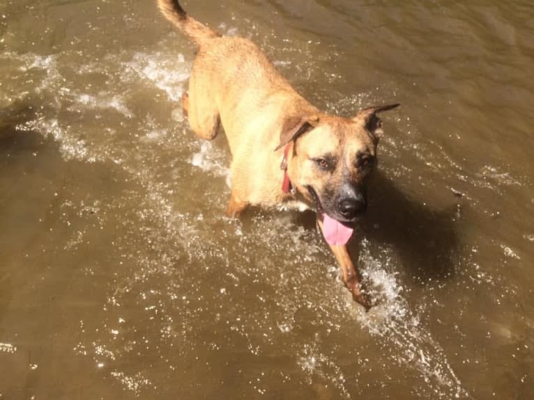 Chubs, an American Bulldog and Siberian Husky mix tested with EmbarkVet.com