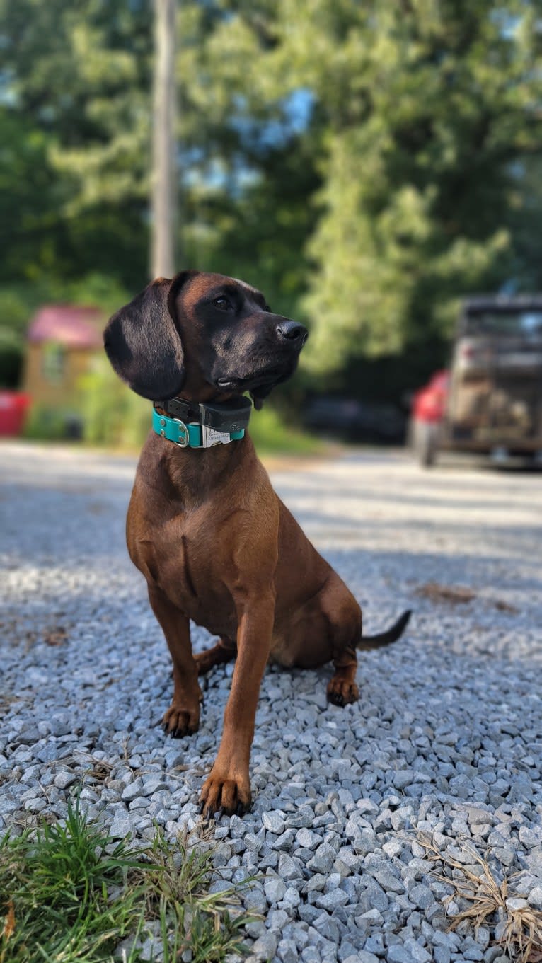 Liebe, a Bavarian Mountain Scent Hound tested with EmbarkVet.com