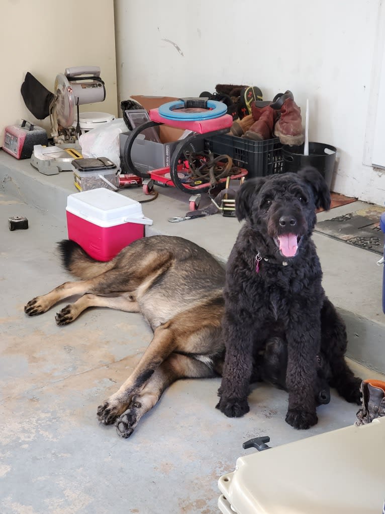 Mina, a Bouvier des Flandres tested with EmbarkVet.com