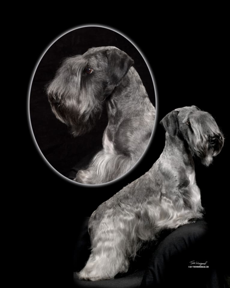 April, a Cesky Terrier tested with EmbarkVet.com