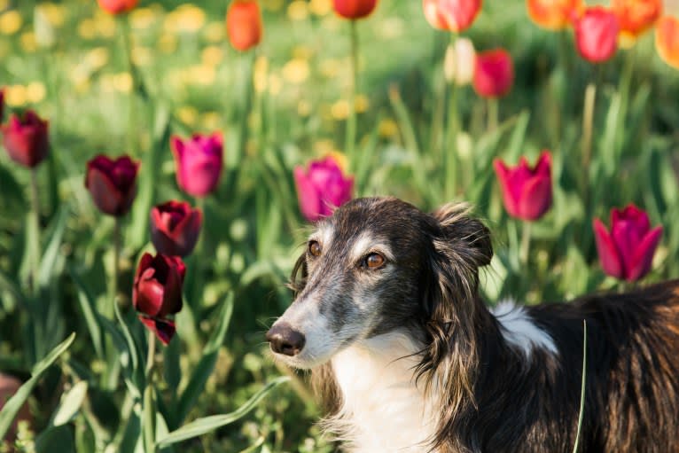 Kira, a Silken Windhound tested with EmbarkVet.com