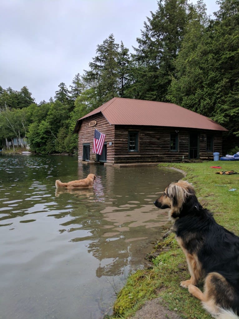 Bacalao, an Eastern European Village Dog and Russell-type Terrier mix tested with EmbarkVet.com