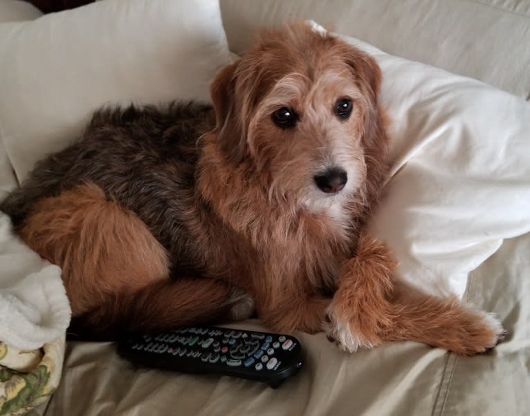 Gracie, a Beagle and Poodle (Small) mix tested with EmbarkVet.com