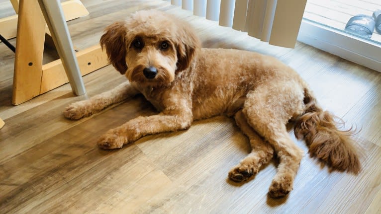 Cocoa, a Labradoodle tested with EmbarkVet.com