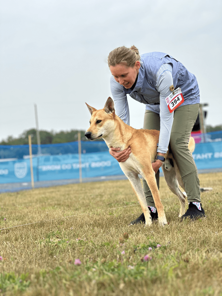 Bones, a Carolina Dog tested with EmbarkVet.com