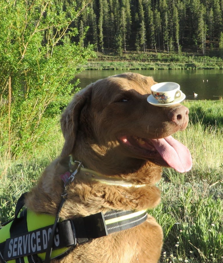 Guess, a Chesapeake Bay Retriever tested with EmbarkVet.com