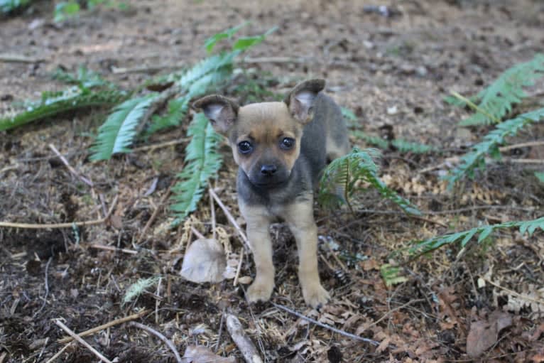 Moose, a Chihuahua and Miniature Pinscher mix tested with EmbarkVet.com