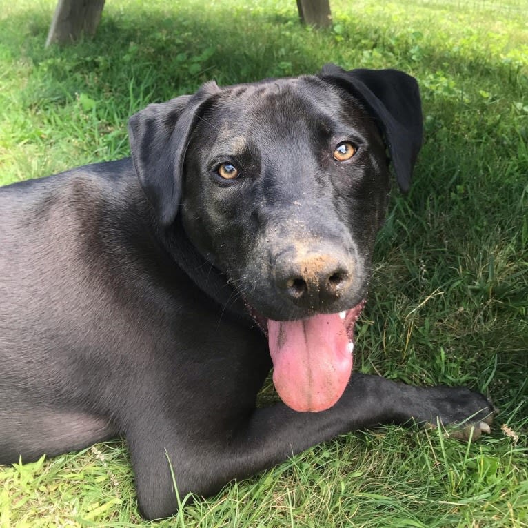 Finn, an American Pit Bull Terrier and Labrador Retriever mix tested with EmbarkVet.com