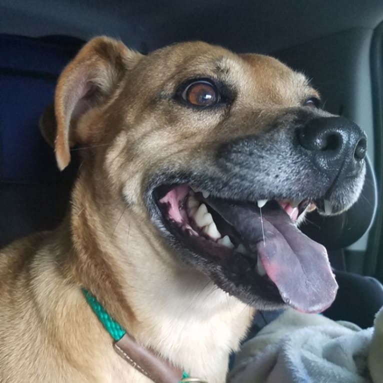 Jake, an American Pit Bull Terrier and Chow Chow mix tested with EmbarkVet.com