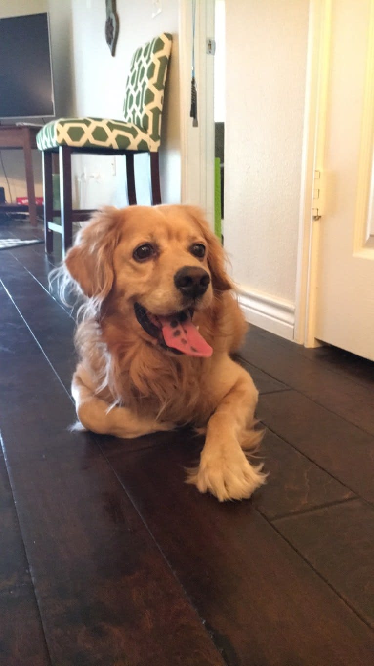 Yogi, a Cocker Spaniel and Australian Cattle Dog mix tested with EmbarkVet.com