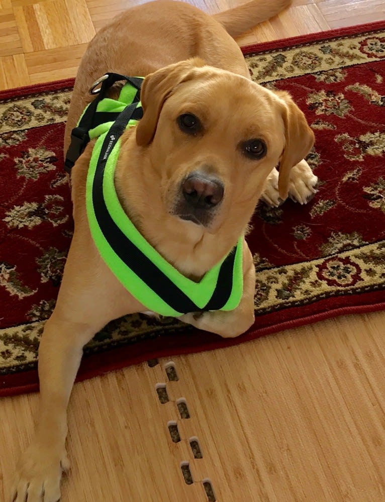 Arthur, a Labrador Retriever tested with EmbarkVet.com