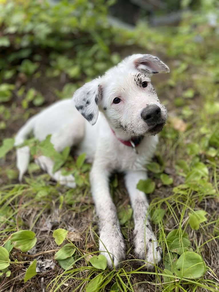 Stella, an American Pit Bull Terrier and Siberian Husky mix tested with EmbarkVet.com