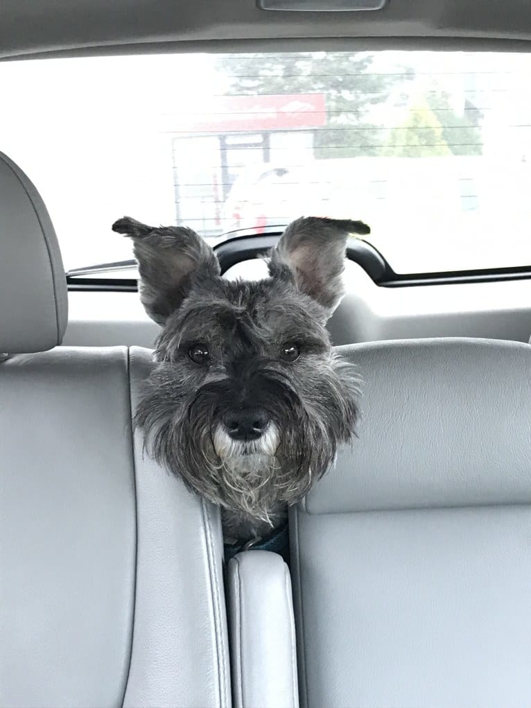 Digby, a Miniature Schnauzer tested with EmbarkVet.com