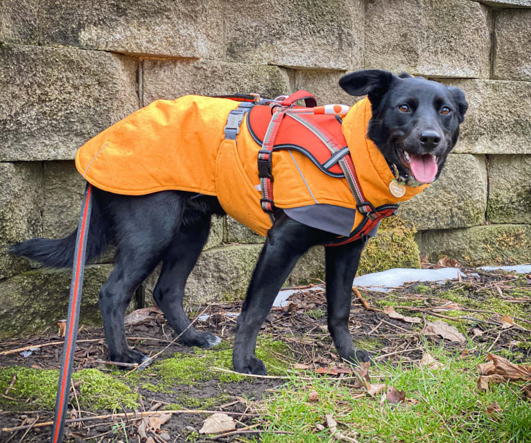 Clementine, a Labrador Retriever and Beagle mix tested with EmbarkVet.com