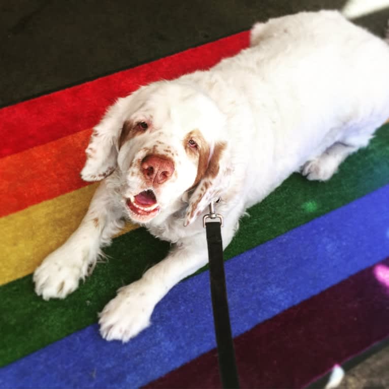 Neil, a Clumber Spaniel tested with EmbarkVet.com